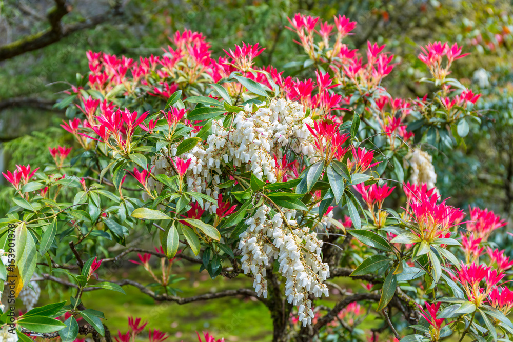 The young leaves of a Pieris japonica bush in spring are typically ...
