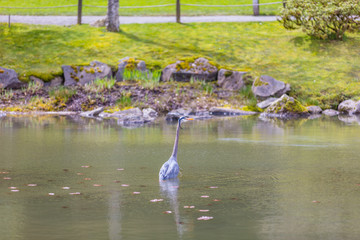 Wall Mural - heron stands in the lake in the park