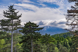 Fototapeta Na ścianę - Picturesque view of the Bucegi mountains (Brasov, Romania) through an old pine forest, in May, on a cloudy day