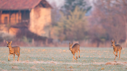 Canvas Print - chevreuil brocard pature