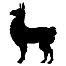 Lama Animal Of South America