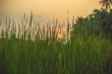 Fototapeta Na sufit - Green grass against the background of an orange sunset