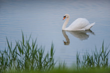 Beautiful White Swan Floating In The Lake