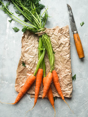 young spring carrot with green tops on gray background