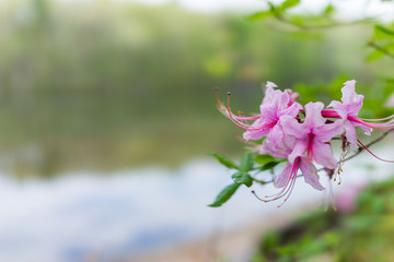 Wall Mural - Macro closeup of pink rhododendron flowers showing closeup texture