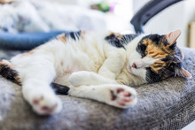 Closeup Of Calico Cat Lying Curled Up In Chair With Tail Under Foot Paw And Shedding Hair