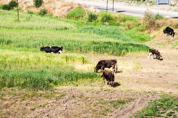 Cows grazing in the field near Ollantaytambo village, Sacred Valley of Incas, Peru