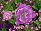 Tulpen in dem Blumenbeet