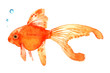 金魚　水彩 イラスト