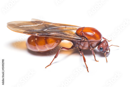 Zdjęcie XXL Subterranean mrówka odizolowywająca na białym tle.