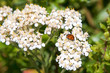 © sheilaf2002 - One lady bug (Coccinellidae) on Daucus carota, whose common names include wild carrot, bird's nest, bishop's lace, and Queen Anne's lace