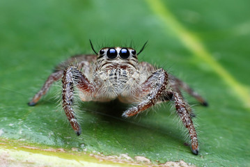 jumping spider.