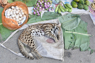 dead tiger in asia black market that trade wild animal with money.