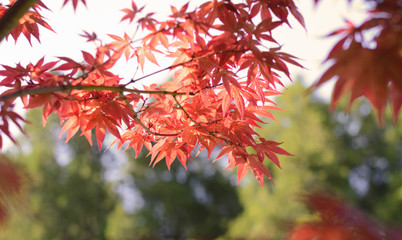 abstract background with red japanese maple leaves filled by bright sunlight.