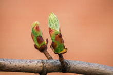 The Colors Of The Spring. Beautiful Chestnut Tree Buds On Colorful Background.