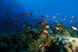 Fototapeta Do akwarium - Sea goldie fish swim over the coral garden in a dramatic light