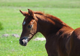 Fototapeta  - Portrait of a lovely little red foal