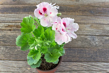 English Geranium Flower In Pot On Wooden Background