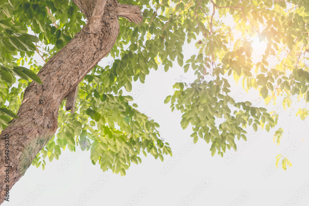 tree in low angle view with sun and len flare Stock Photo | Adobe Stock