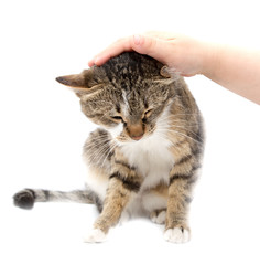 Wall Mural - Man caresses a cat on a white background