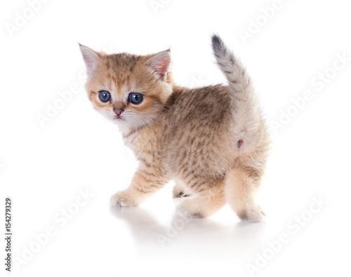 Monthly Kitten British Shorthair Color Black Golden Shaded