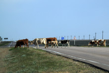 Herd Of Cows Crossing The Road