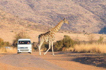 giraffe from south africa, pilanesberg national park. africa