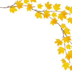 Wall Mural - Autumn maple branches with yellow leaves