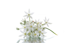 Ornithogalum Umbellatum .Beautiful White Flowers.