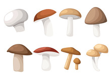 Mushroom Vector Illustration Of Various Fungi Boletus Hampignon Leccinum Chanterelle Oyster.