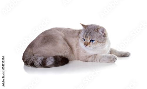 Cat British Shorthair Color Seal Golden Shaded Point Isolated On