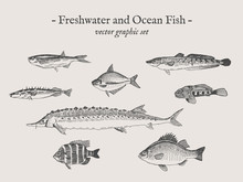 Freshwater And Ocean Fish Vintage Vector Illustration Drawings Set