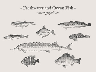 Freshwater and Ocean fish vintage vector illustration drawings set