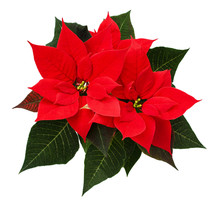 Closeup Of Red Christmas Poinsettia Flowers