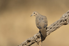 Mourning Dove On Cactus