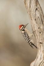 Ladder-backed Woodpecker
