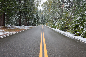 Road Going Into the Forest in the Winter