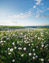 Poster - Field with flowers in the spring time. Beautiful natural landscape