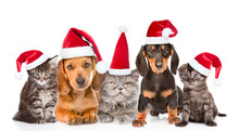 Group Of Cats And Dogs In Christmas Hats Sitting In A Row. Isolated On White Background