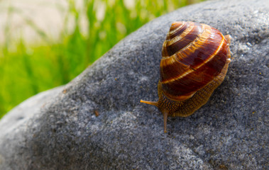 Wall Mural - Photo depicts a wild lovely big beautiful snail with spiral shell. Amazing helix in the garden, crawling in a stone. Fresh green grass on the background, good sunny weather. Marco, close up view.