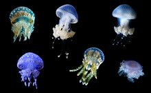 Jellyfish Species Over Black Background