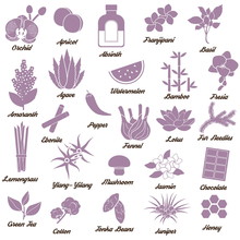 Icons For Aromatic Plants, Herbas And Woods