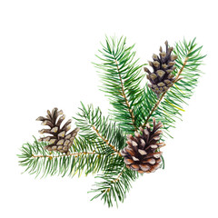 the branch of fir tree with cones on white background, watercolor illustration in hand-drawn style.