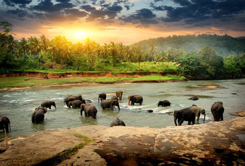 elephants in jungle