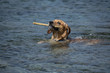 Labrador brings back the stick from the water