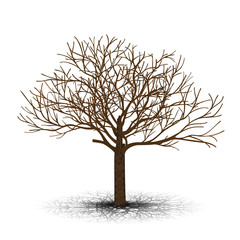 Wall Mural - detached tree without leaves with shadow