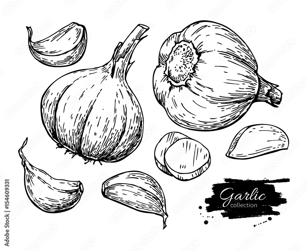 Garlic hand drawn vector illustration set. Isolated Vegetable, c Stock ...