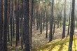© eyecon - Sun beams shines in pine forest