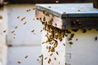© RooM The Agency - Close-up of a swarm of Honey bees approaching the entrance of the beehive, Vancouver, British Columbia, Canada