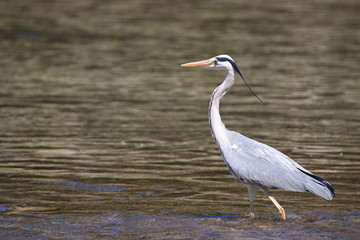 Wall Mural - Héron cendré dans une rivière, ardea cinerea